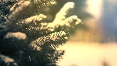 Landscapes nature snow branches Green Needles pine trees
