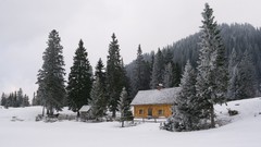 Landscapes nature snow cabin pine trees