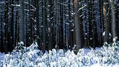 Landscapes nature snow forests snow landscapes