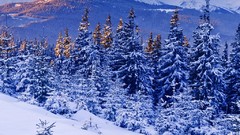 Landscapes nature snow Mountains forests
