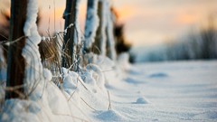 Landscapes nature snow protection blades