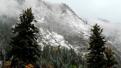 Landscapes nature snow Trees