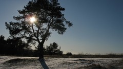 Landscapes nature snow Trees
