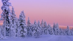 Landscapes nature snow Trees
