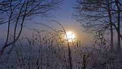 Landscapes nature snow Trees