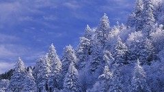 Landscapes nature snow Trees