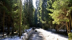 Landscapes nature snow Trees