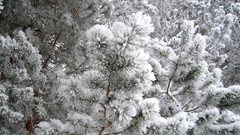 Landscapes nature snow winter