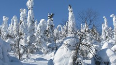 Landscapes nature snow winter