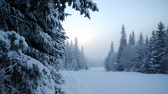 Landscapes nature snow winter