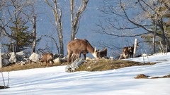 Landscapes nature snow winter Animals fawn buff chamois