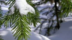 Landscapes nature snow winter branches pine trees