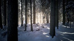 Landscapes nature snow winter forests