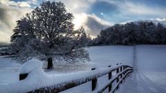 Landscapes nature snow winter protection