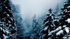 Landscapes nature snow winter snowing evergreens