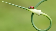 Landscapes nature Spot Seven garlic