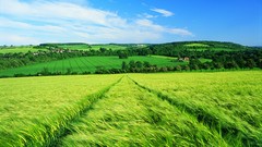 Landscapes nature spring fields