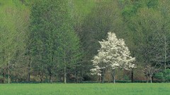Landscapes nature spring Pennsylvania