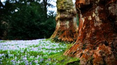 Landscapes nature spring snowdrops Earth bark