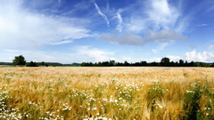 Landscapes nature summer