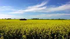 Landscapes nature summer fields
