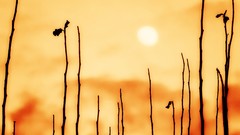 Landscapes nature sun