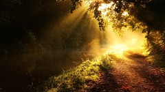 Landscapes nature sun branches light glow morning beams