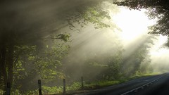 Landscapes nature sun branches morning beams