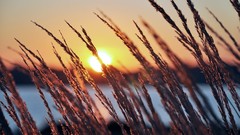 Landscapes nature sun evening ears