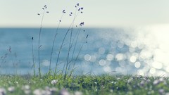 Landscapes nature sun light coast blades