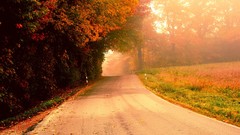 Landscapes nature sun morning roads forests