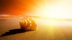 Landscapes nature sun sunlight seashells