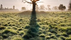 Landscapes nature sun Trees