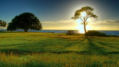 Landscapes nature sun Trees