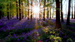 Landscapes nature sun Trees