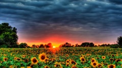 Landscapes nature Sunflowers