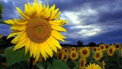 Landscapes nature Sunflowers Austria
