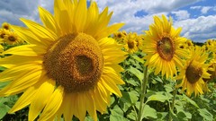 Landscapes nature Sunflowers Austria