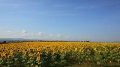 Landscapes nature Sunflowers fields