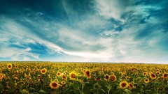 Landscapes nature Sunflowers land Beaches