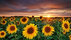 Landscapes nature Sunflowers magic Garden
