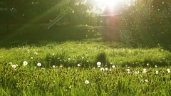 Landscapes nature sunlight