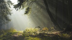 Landscapes nature sunlight forests