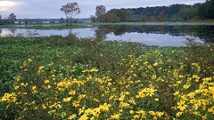Landscapes nature swamp bloom Texas Parks