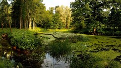 Landscapes nature swamps