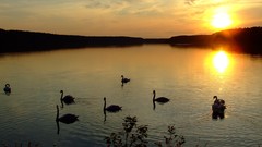 Landscapes nature Swans lakes