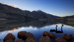 Landscapes nature Swans lakes