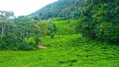 Landscapes nature tea Green Colombian