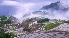 Landscapes nature terraces early morning mist Rice Terraces 