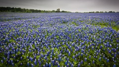 Landscapes nature Texas blue flowers Bluebonnet